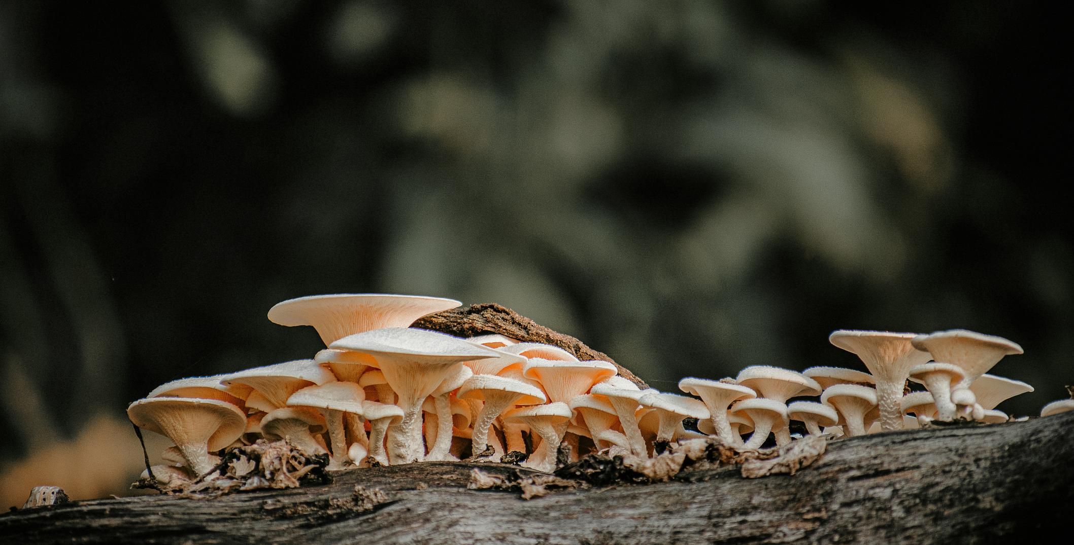 Mushrooms on a log