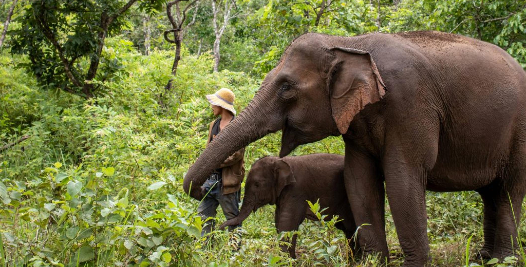 Photograph of two elephans with a human 