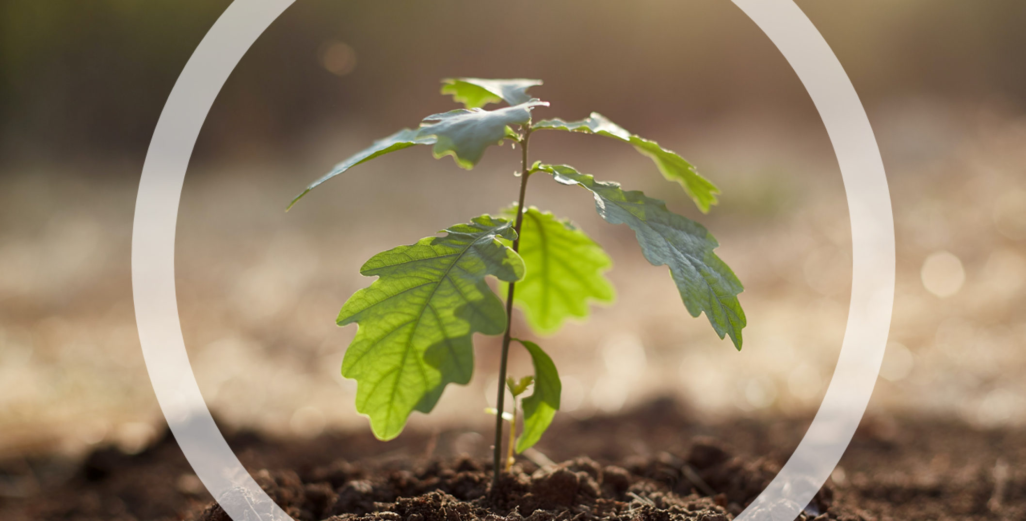 plant stock image with circle