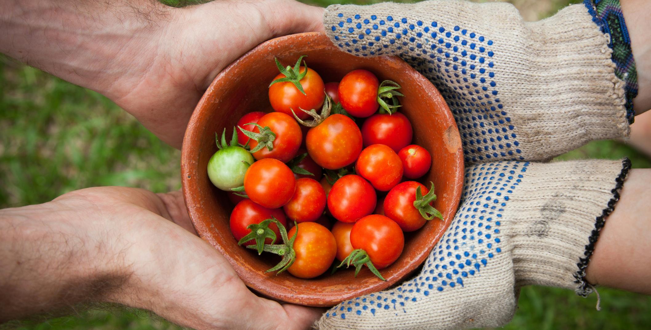 Gloves holding fresh picked tomatoes