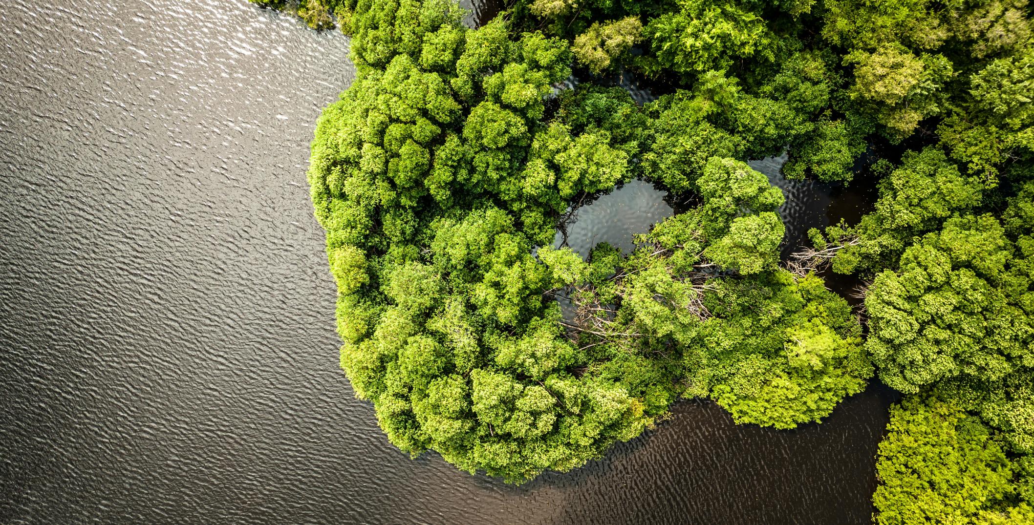 Mangroves