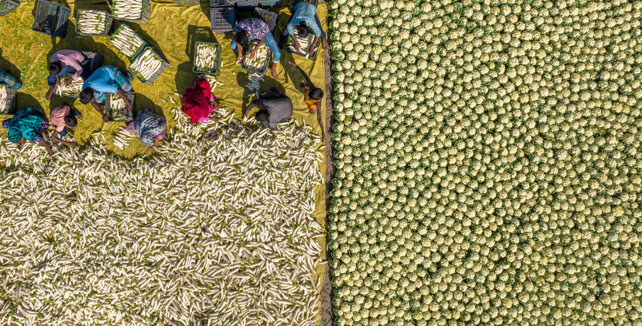 Agriculture work