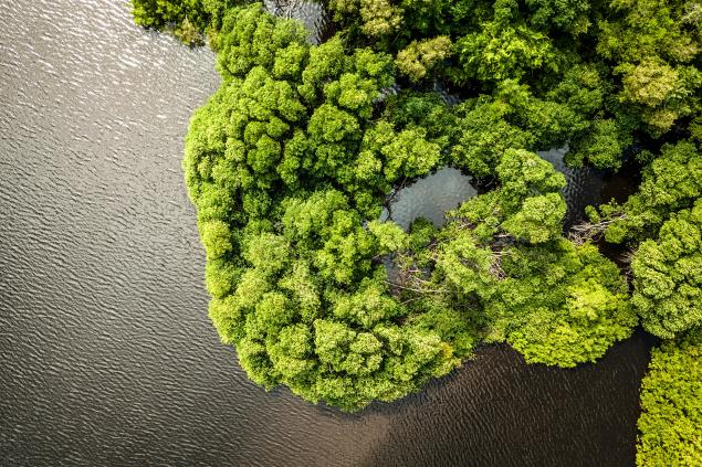 Mangroves