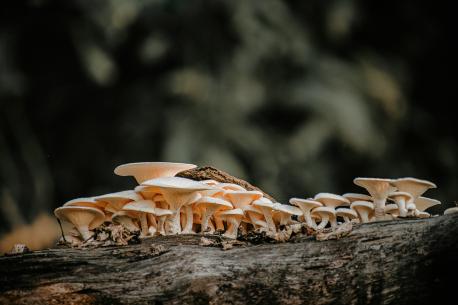Mushrooms on a log