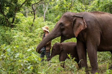 Photograph of two elephans with a human 