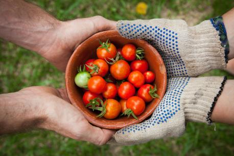 Gloves holding fresh picked tomatoes